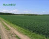 Ackerflche Aurach  Groe Anzahl aktueller Bauernhuser, Bauernhfe, Reiterhfe, alte Mhlen - hier finden auch Sie IHR Bauernhaus, Bauernhof, Reiterhof oder alte Mhle!